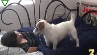 Maşallahhhh. Köpek değil sanki insan