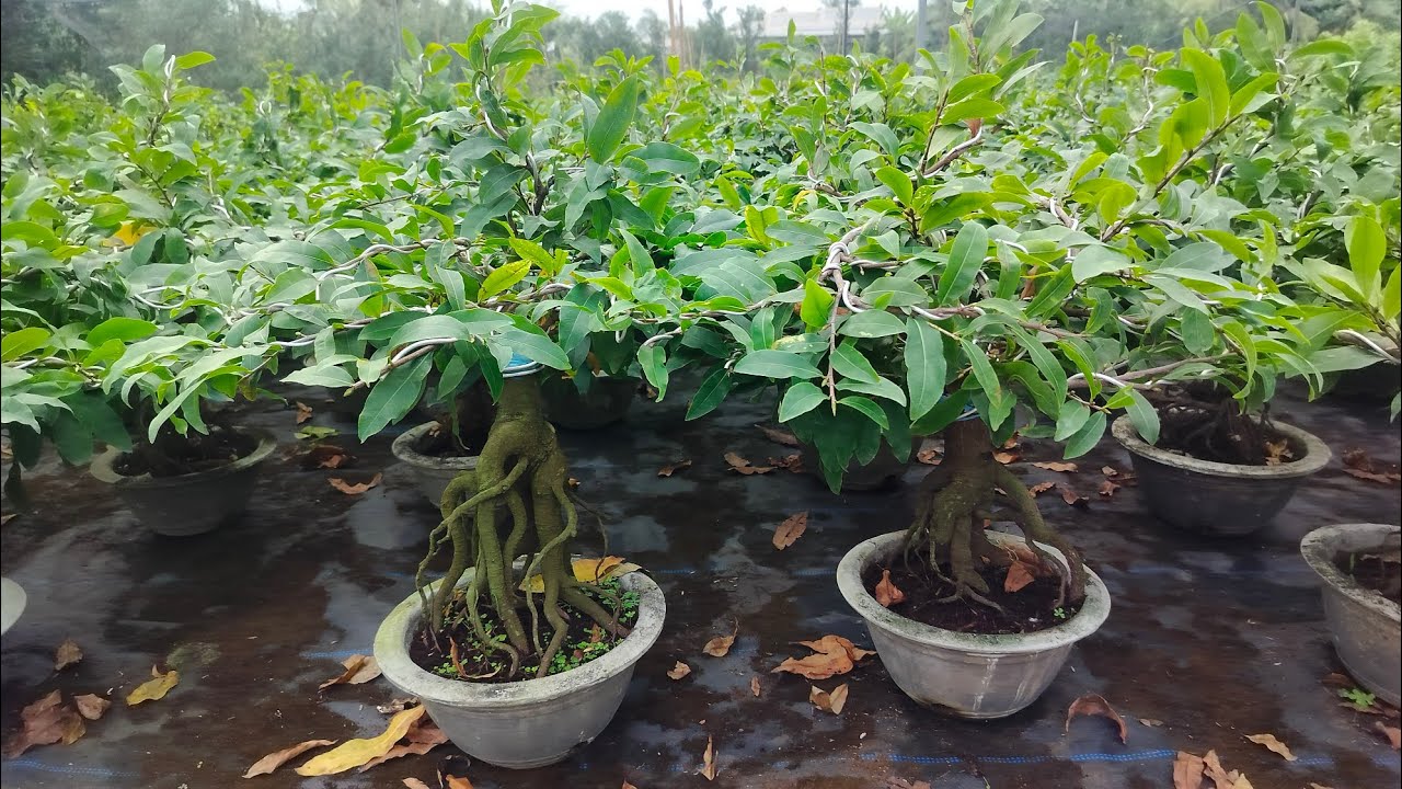 Siêu bông bình lợi đt 0338646279 , cây đẹp, giá rẻ , đế đẹp ngày 13_01