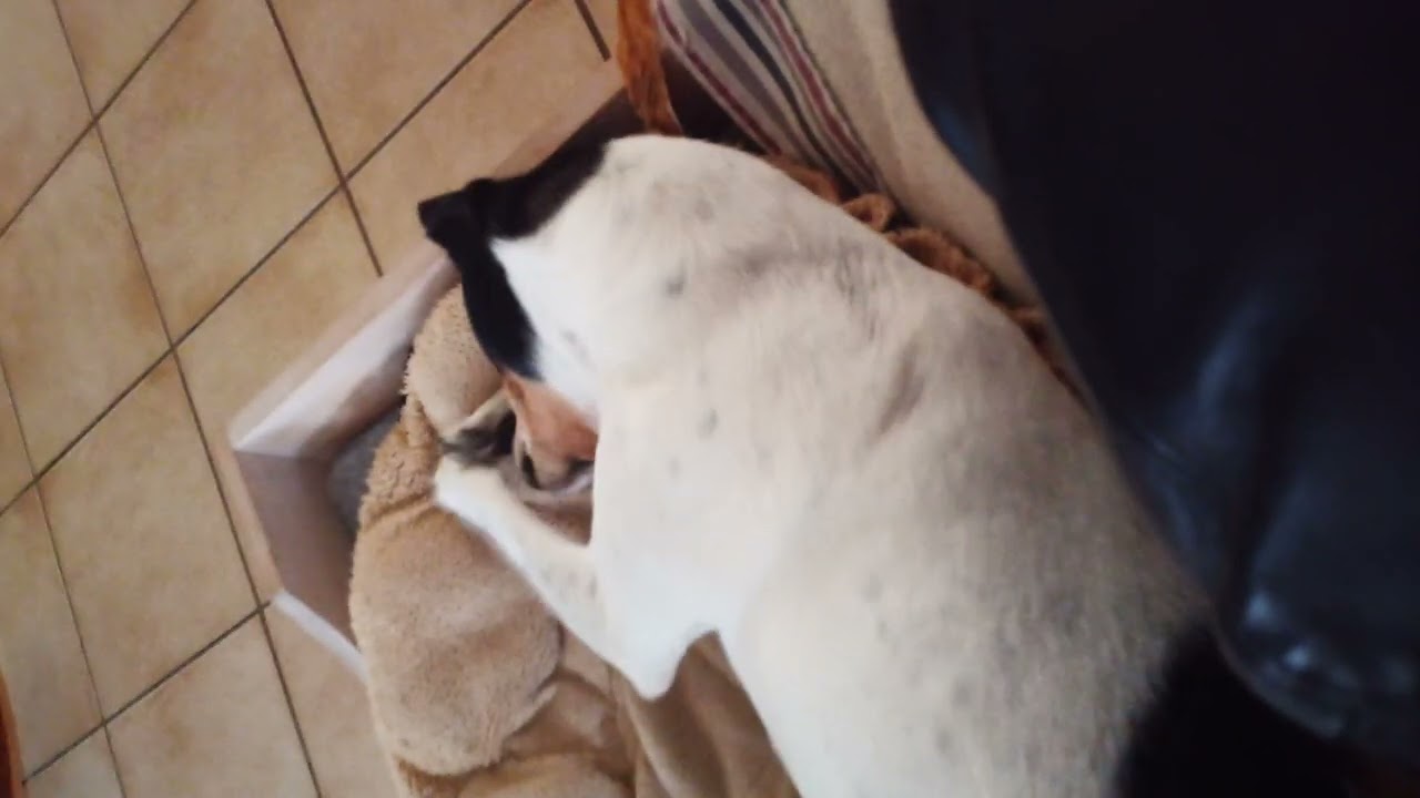 Ratonero Bodeguero Andaluz Jamie playing with his snack Funny Dog