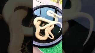 Handling a Giant: Burmese Python Basics #snake #burmesepythons