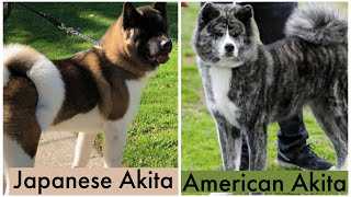 American akita and Japanese akita. Akita facts by Gods Creations Daily 236 views 1 year ago 1 minute, 1 second