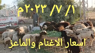 أسعار الاغنام والماعز في أول سوق بعد العيد