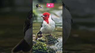 🐦 Chhoti Si Cute Chidiya ❤️ | Adorable Bird Short Video #shorts#pawscope