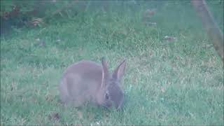 Baby Warren Rabbit is Still Here on Our Belfast Castlereagh Hills Front Lawn 10th August 2026