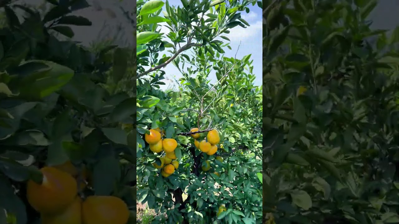 Guess the Orange“ 🍊”  Sweet or not? Picking oranges 🍊