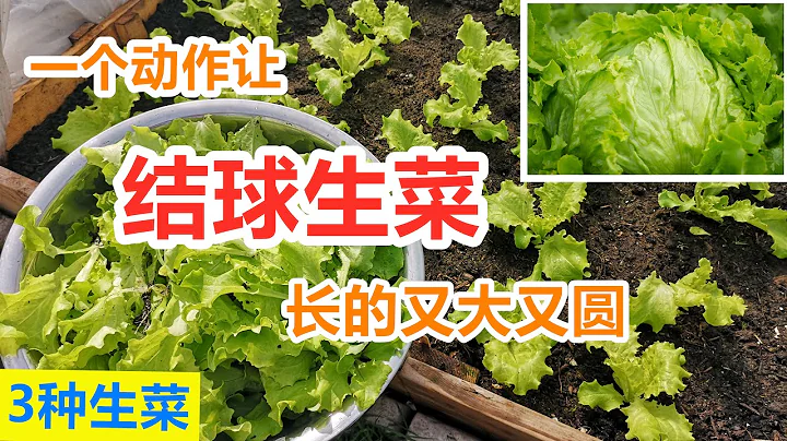 種好【結球生菜】這步一定要有, 紅葉生菜/綠葉生菜比較, 散葉生菜/結球生菜比較 Growing iceberg lettuce from seeds - 天天要聞