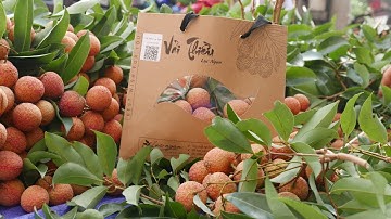 Thăm Vườn Vải Thiều Ở Lục Ngạn Bắc Giang