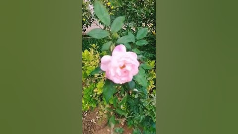 "وأوحى ربك إلى النحل أن اتخذي من الجبال بيوتا ومن الشجر ومما يعرشون " #سورة #النحل