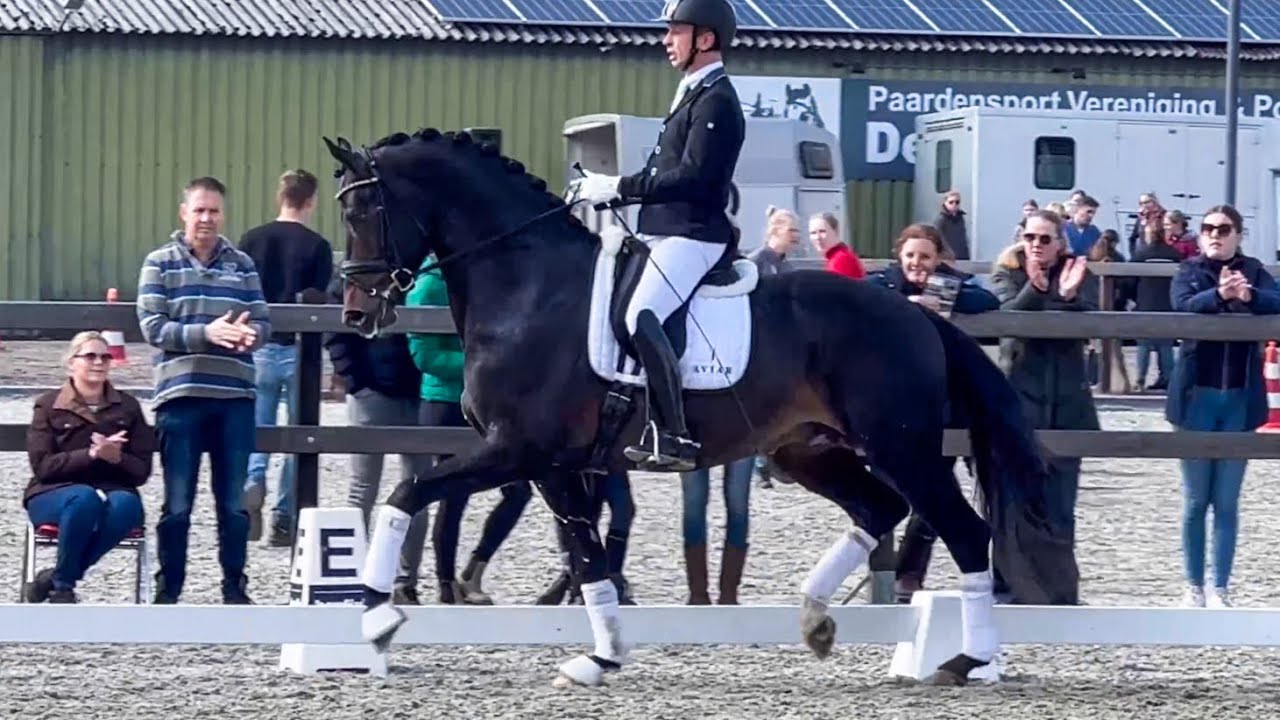 Noble Prince Norel Painted Black x Uphill Pretendenthoeve Stallion