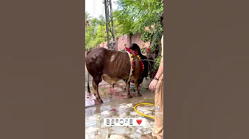 Eid ul Adha Animal 2021 | Cow Tiktok | Cow Lover | Qurbani Eid Janwar | whatsapp status | #Shorts