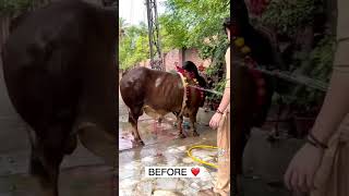 Eid ul Adha Animal 2021 | Cow Tiktok | Cow Lover | Qurbani Eid Janwar | whatsapp status | #Shorts Resimi