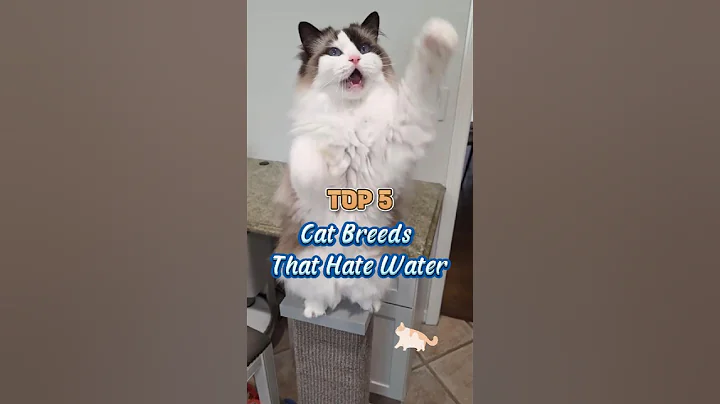 Video 9629241: breed catlover, cats catlover, cats hate water, bath