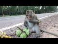Monkey eating lotus, monkey eating lotus fruit, monkey eating banana, mo...