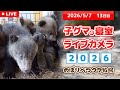 5月7日 子グマの寝室ライブカメラ のぼりべつクマ牧場