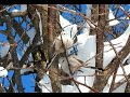 まん丸もふもふ、羽繕いするシマエナガ　Long-tailed Tit⑩