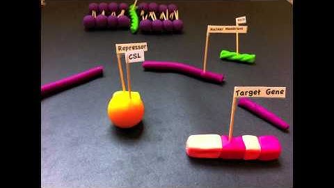 Delta-Notch Signaling Pathway