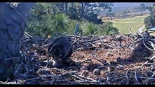 Soft Hoots From Mom to Owlet 🦉 2/21/22  10:40 screenshot 2