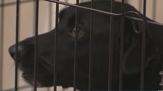 Austin Animal Center reduces animal intake hours due to 'critical capacity' issues