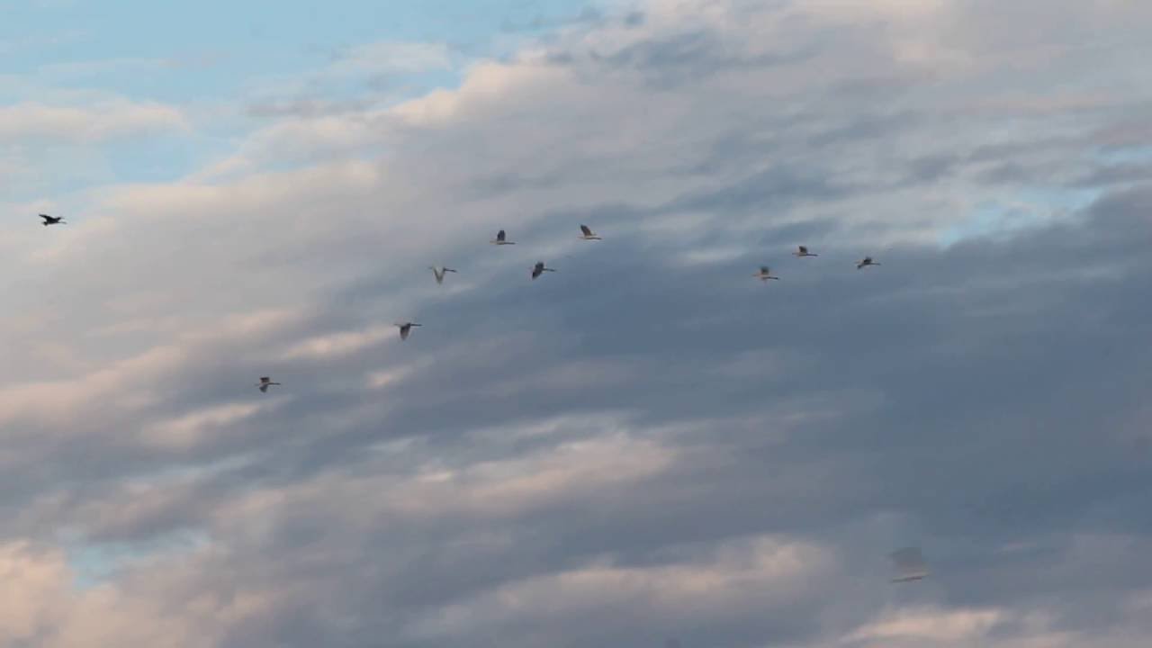 Great Egrets great blue heron festival