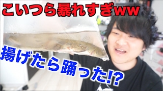 暴走！！大量の暴れハゼを天ぷらにして食べよう！！