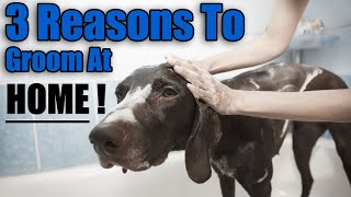 3 Reasons To Groom Your Pet AT HOME !