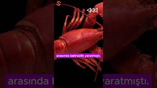 Istakoz Savaşı Deniz Ürünleri Ticaretindeki Çatışma