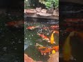 #beautiful #fish #shorts #viral #shortsfeed