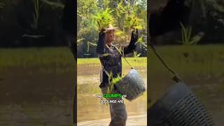 Thailand's surprising shortcut to rice farming! #ricefarming #agriculture #shorts