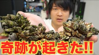 奇跡！！大量の亀の手で炊き込み御飯を作るよ