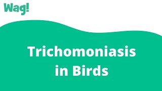 Trichomoniasis in Birds | Wag! screenshot 3