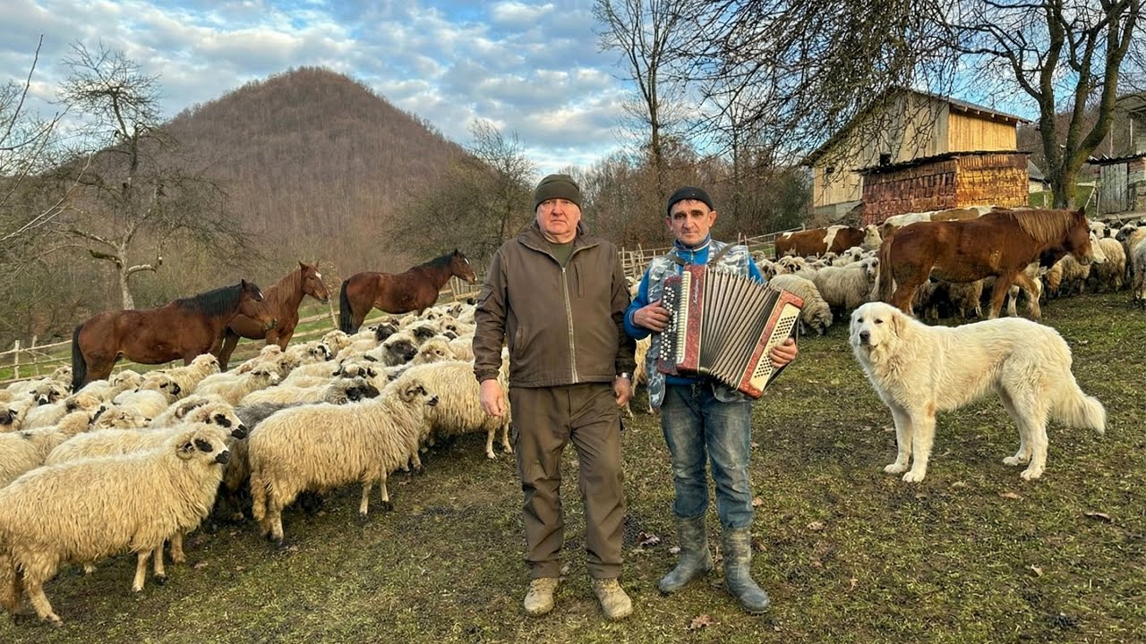 Найбільший газда Тячівщини — Іван Поковба | велике вівчарське господарство у Вільхівчику