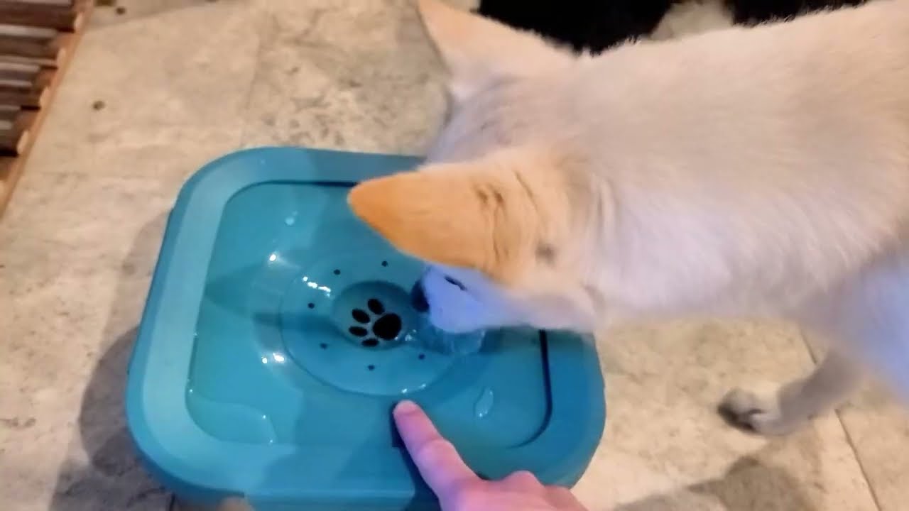 Best Water Bowl for Messy Drinkers? LumoLeaf Slow Feeder with No-Spill Design
