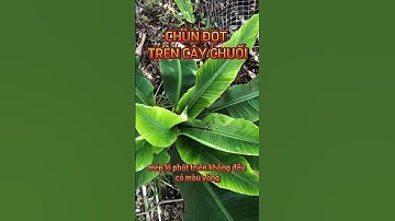 Bệnh chùn đọt chuối Bunchy top virus #bvtv #caytrong #thuocbvtv #chuối #mekosilt