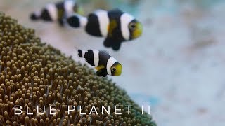 Family of clownfish work together - Blue Planet II: Episode 3 Preview - BBC One