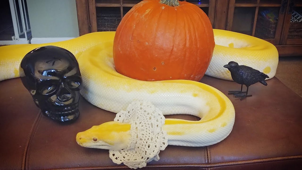lizard skin grips William 'Snake'speare!!! Happy Halloween (Burmese Python costume)