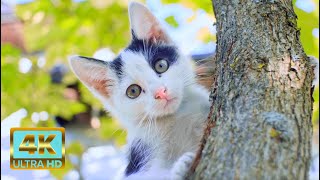 Calming Nature Vibes  😽 🍵🍃 With Healing Cat purr Frequency ~ Relaxing Cat Ambience by Healing Cats Relaxing Music 283 views 5 months ago 1 hour, 11 minutes