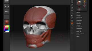 Modelling a human head in Zbrush