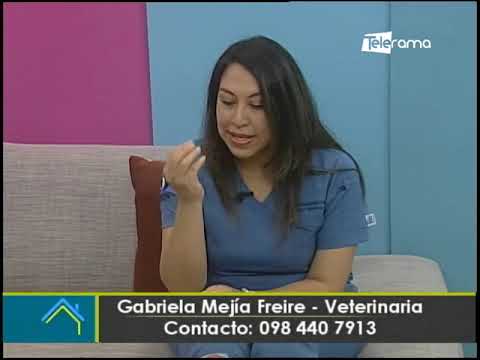 Infecciones oculares en mascotas 