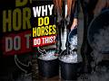 The Strange Ice Bucket Therapy for Horses #animals #education
