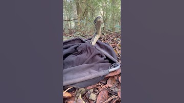 Large Coastal Carpet Python with a very full belly #snakecatcher #snakevideo #python #carpetpython