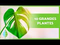 10 grandes plantes dintrieur  noms et soins