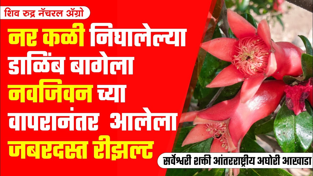 नर कळी गळून गेल्या नंतर मोठ्या स्ट्रोकने निघालेली मादी कळी आणि नारळाच्या आकाराचे झालेले सेटींग.