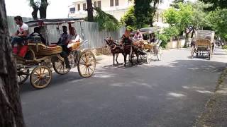 Buyukada Horses