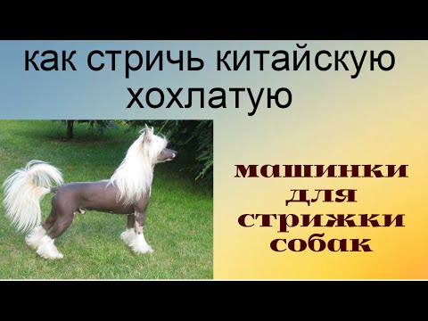 Video: Grooming Merkevare