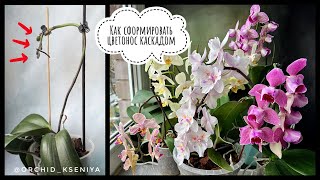 Как сформировать каскадом цветонос орхидеи | Пускаем цветоносы фаленопсиса вниз | Компактно, красиво