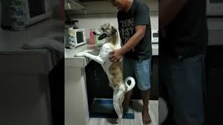 Happy Dog Gets Wholehearted Massage || ViralHog