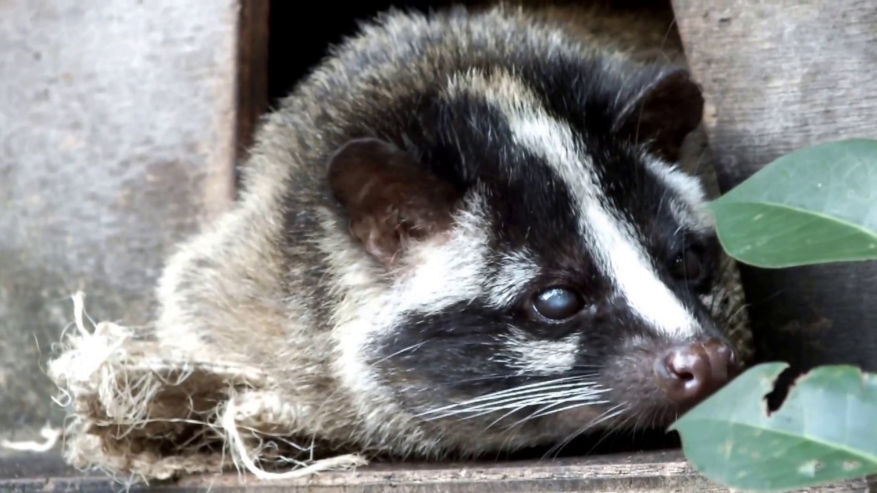 Cute Animal Masked Palm Civet 可愛い動物 ハクビシン Youtube
