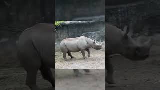 Is That A Bunny? Nope, Just An Eastern Black Rhino Hopping Around Cincinnati Zoo