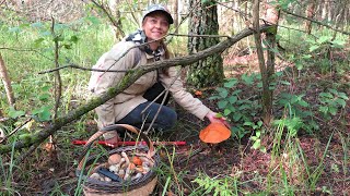 Mushrooms in the Moscow region - This is a miracle, wherever you go - mushrooms are everywhere!