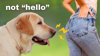 The Real Reason Dogs Sniff Butts Is Weird by PawHub 2,584 views 9 months ago 6 minutes, 2 seconds